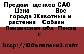 Продам ,щенков САО. › Цена ­ 30 000 - Все города Животные и растения » Собаки   . Пензенская обл.,Пенза г.